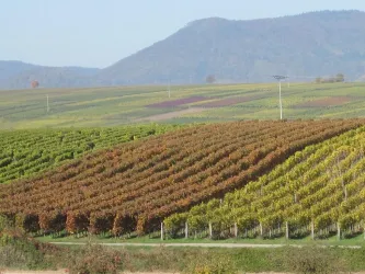 Blick in die Weinberge (© Sommer)