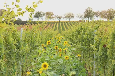 Sonnenblumen im Weinberg