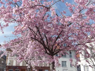 Frühling