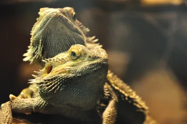 Bagamen (© Zoo Landau)