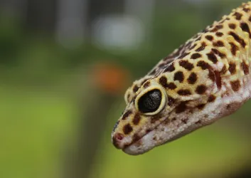 „Schlange, Echse, Frosch und Co.“ (© Zoo Landau)