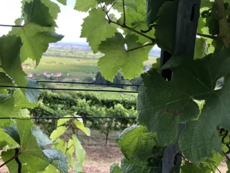 Weinlandschaft