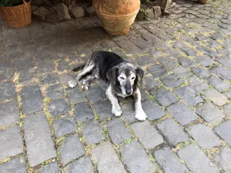 Unser Wiewaldi