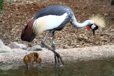 Küken Kronenkraniche