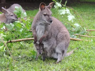 Bennettkänguru Kängurus