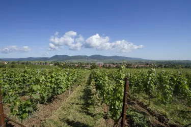 Ortsansicht Landau-Arzheim (© Stadt Landau - BfT)