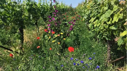 Rebgärten Bioparadies Artenvielfalt Biodiversität