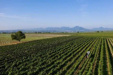 Rheinebene Weinberge (© Weingut Rummel)