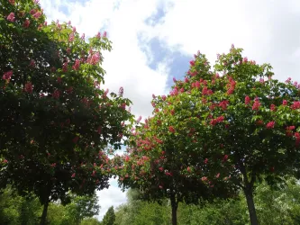 Parkbäume