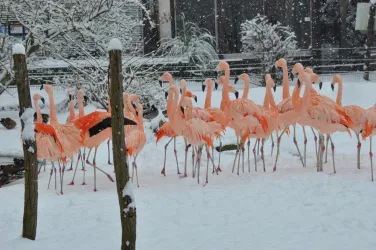 Zoomeldung Flamingos Schnee