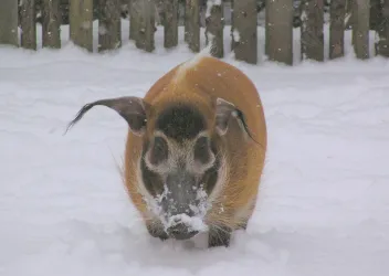 Auch den Pinselohrschweinen macht dicker Schneefal