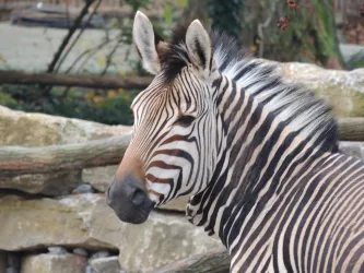 Hartmann Bergzebra