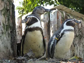 Humboldt-Pinguine mit Jungtier