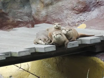 Zoo-Safar