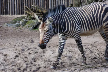 im Zoo Landau