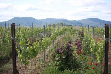 Im Weinberg Weingut Sommer Mörzheim
