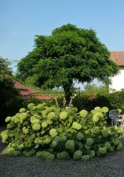 Hofbereich