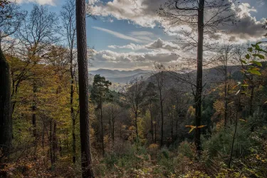 Wandern im Pfälzer Wald