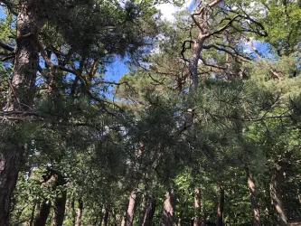 Biospährenreservat Pfälzer Wald, Wandern