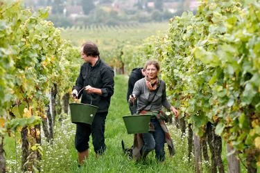 Handlese, Weinmanufaktur Wolfgang Pfaffmann