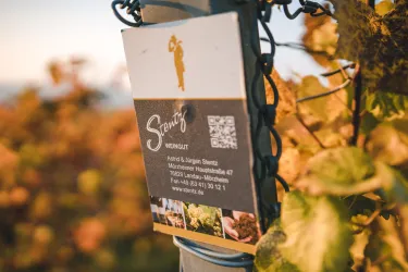 Weinberg Weingut Stentz