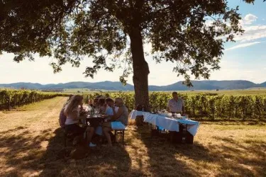Sommerliches Picknick (© Weingut Jürgen & Astrid Stentz)