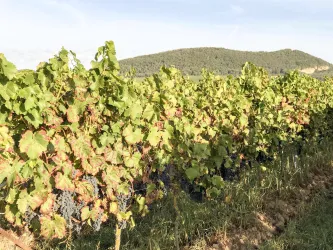 Im Weinberg_FeWo Schmidt_Godramstein (© B. Schmidt)