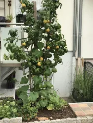 Garten_FeWo Schmidt_Godramstein (© B. Schmidt)