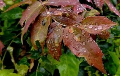 Regenwasser nutzen