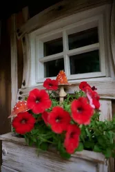 Blumenkasten mit Pilzen