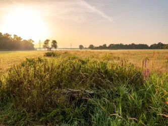 Sonnenaufgang über den Queichwiesen