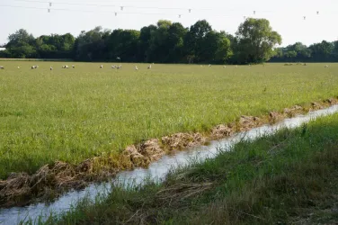 Queichwiesen