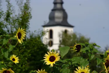 Sonnenblumen in Offenbach (© Verbandsgemeinde Offenbach)