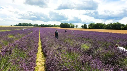 BlauSinn Lavendelfelder