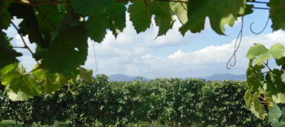 Weinlage (© Wein- und Sektgut Heiner)