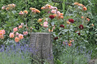 Natur_und_Rosen (© Ferienwohnungen Schlossmühle, Familie Heumülle)
