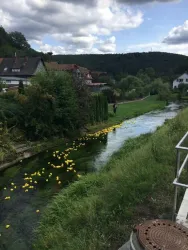 Enten auf der Wieslauter