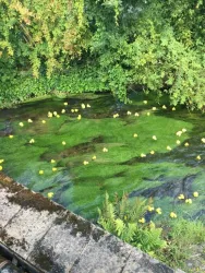 Entenrennen auf der Wieslauter