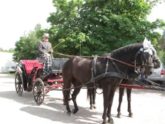 Kutscher (© Reit- und Springverein Zeiskam e.V.)