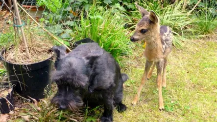 Kitz mit Hund neu