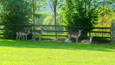 Unser Damwild neu
