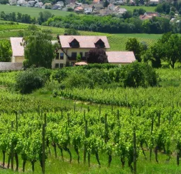 3 (© Weingut Rebenhof)