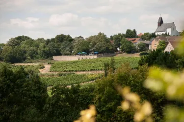 Weinrast (© VG Monsheim/Carsten Costard)