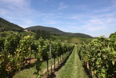 Weinberge mit Pfälzerwald (© Bettina Schneider)