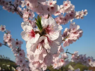 Mandelblüte März / April (© Bettina Schneider)