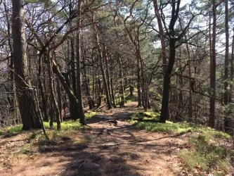 Wandern im Pfälzerwald (© Bettina Schneider)
