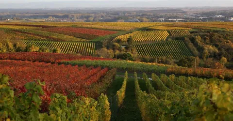 Herbst an der Südlichen Weinstrasse (© Bettina Schneider)