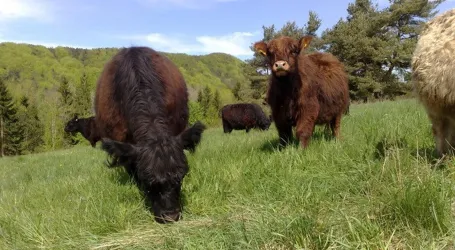 Galloway-Rinder (© Familie Burkard)