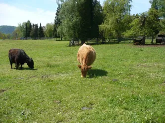 Galloways am Josefshof (© Archiv Verein SÜW Annweiler e.V.)