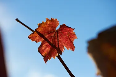 Herbst Impressionen (© Robert Dieth www.dieth.com)
